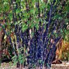 50 PCS Seeds Rare Purple Timor Bambusa Black Bamboo Plant bonsais 50 PCS Seeds Rare Purple Timor Bambusa Black Bamboo Plant bonsais