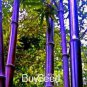 50 PCS Seeds Rare Purple Timor Bambusa Black Bamboo Plant bonsais