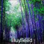 50 PCS Seeds Rare Purple Timor Bambusa Black Bamboo Plant bonsais