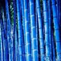 50 PCS Seeds Rare Purple Timor Bambusa Black Bamboo Plant bonsais