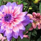 50 PCS Seeds Rare Purple White Perennial Dazzling Dahlia Flowers 50 PCS Seeds Rare Purple White Perennial Dazzling Dahlia Flowers