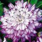 50 PCS Seeds Rare Purple White Perennial Dazzling Dahlia Flowers