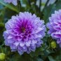 50 PCS Seeds Rare Purple White Perennial Dazzling Dahlia Flowers