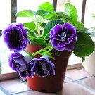 100 PCS Seeds Rare Purple White Side Gloxinia Garden Perennial Flowering