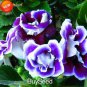100 PCS Seeds Rare Purple White Side Gloxinia Garden Perennial Flowering