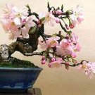 50 PCS Seeds Rare Quisqualis, Bonsai Flower Bonsai 50 PCS Seeds Rare Quisqualis, Bonsai Flower Bonsai