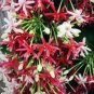 50 PCS Seeds Rare Quisqualis, Bonsai Flower Bonsai