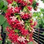 50 PCS Seeds Rare Quisqualis, Bonsai Flower Bonsai