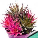100 PCS Seeds Rare Rainbow Aloe Vera Bonsai Flowers