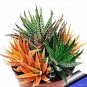 100 PCS Seeds Rare Rainbow Aloe Vera Bonsai Flowers