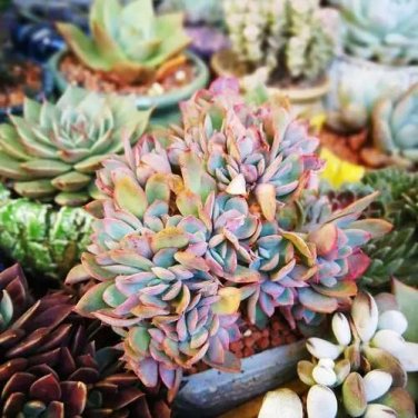 100 PCS Seeds Rare Rainbow Aloe Vera Bonsai Flowers Perfect Color Succulents