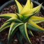 100 PCS Seeds Rare Rainbow Aloe Vera Bonsai Flowers Perfect Color Succulents