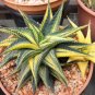 100 PCS Seeds Rare Rainbow Aloe Vera Bonsai Flowers Perfect Color Succulents