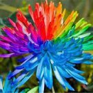 100 PCS Seeds Rare Rainbow Chrysanthemum Flower Indoor Garden