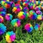 100 PCS Seeds Rare Rainbow Chrysanthemum Flower Indoor Garden