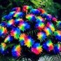 100 PCS Seeds Rare Rainbow Chrysanthemum Flower Indoor Garden