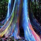100 PCS Seeds Rare Rainbow Tree Eucalyptus Deglupta Mindanao Gum Home Garden 100 PCS Seeds Rare Rainbow Tree Eucalyptus Deglupta Mindanao Gum Home Garden