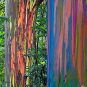 100 PCS Seeds Rare Rainbow Tree Eucalyptus Deglupta Mindanao Gum Home Garden