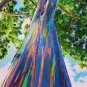 100 PCS Seeds Rare Rainbow Tree Eucalyptus Deglupta Mindanao Gum Home Garden