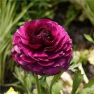100 PCS Seeds Rare Ranunculus Asiaticus 100 PCS Seeds Rare Ranunculus Asiaticus