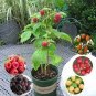 1000 PCS Seeds Rare Raspberry Mixed Color Fruit
