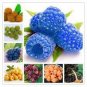 1000 PCS Seeds Rare Raspberry Mixed Color Fruit