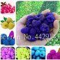 1000 PCS Seeds Rare Raspberry Mixed Color Fruit