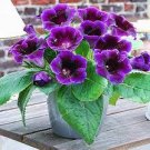 100 PCS Seeds Rare Real Gloxinia Plant,Bonsai Sinningia Gloxinia Flower 100 PCS Seeds Rare Real Gloxinia Plant,Bonsai Sinningia Gloxinia Flower