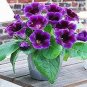 100 PCS Seeds Rare Real Gloxinia Plant,Bonsai Sinningia Gloxinia Flower