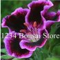100 PCS Seeds Rare Real Gloxinia Plant,Bonsai Sinningia Gloxinia Flower