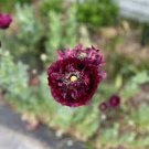 5 PCS Seeds Rare Red Black Peony Flower