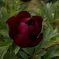 5 PCS Seeds Rare Red Black Peony Flower