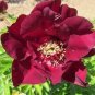 5 PCS Seeds Rare Red Black Peony Flower