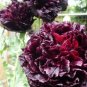 5 PCS Seeds Rare Red Black Peony Flower