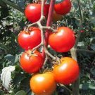 30 PCS Seeds Rare Red Bonsai Dwarf Tomato 'Chong Ming'