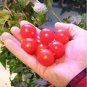 30 PCS Seeds Rare Red Bonsai Dwarf Tomato 'Chong Ming'