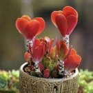 50 PCS Seeds Rare Red Boston Ivy 50 PCS Seeds Rare Red Boston Ivy
