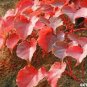 50 PCS Seeds Rare Red Boston Ivy