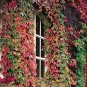 50 PCS Seeds Rare Red Boston Ivy