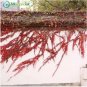 50 PCS Seeds Rare Red Boston Ivy