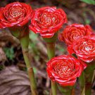 30 PCS Seeds Rare Red Carnation 'Red Up Lamp Bulb' Perennial Flower