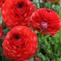 30 PCS Seeds Rare Red Carnation 'Red Up Lamp Bulb' Perennial Flower