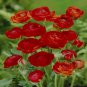 30 PCS Seeds Rare Red Carnation 'Red Up Lamp Bulb' Perennial Flower