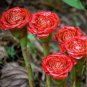 30 PCS Seeds Rare Red Carnation 'Red Up Lamp Bulb' Perennial Flower