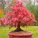 60 PCS Seeds Rare Red Chinese Maple