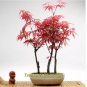 60 PCS Seeds Rare Red Chinese Maple
