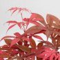 60 PCS Seeds Rare Red Chinese Maple