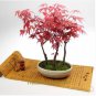 60 PCS Seeds Rare Red Chinese Maple