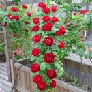 100 PCS Seeds Rare Red Climbing Rose