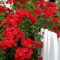 100 PCS Seeds Rare Red Climbing Rose